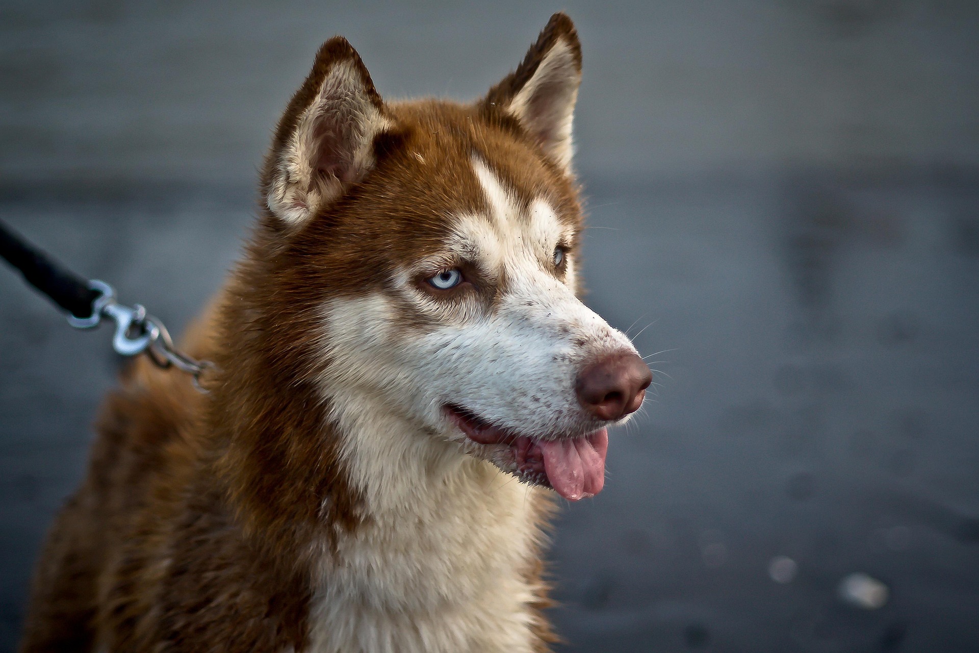 Jack the husky dog